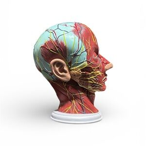 Anatomical model of the human head & neck designed for medical study & teaching